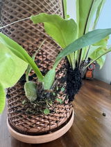 Amit varghese review photo