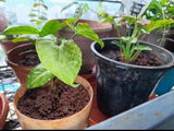 Jayesh review photo