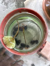 Souvik C. review photo