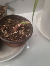 aparna d. review photo