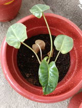 Ranjan R. review photo