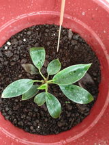 Ranjan R. review photo