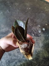 Anonymous review photo