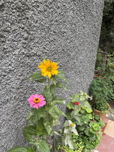 Himanshi S. review photo