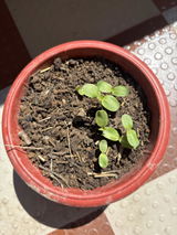 Himanshi S. review photo