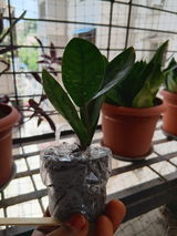 Raju K. review photo