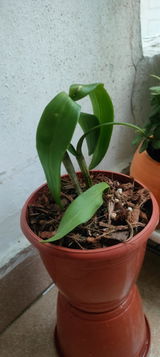 Damini J. review photo