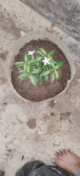 Manohar J. review photo
