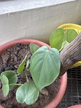 Abhishek B. review photo