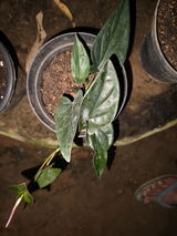 Sarath S. review photo