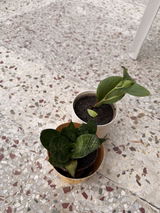 Dakshita G. review photo