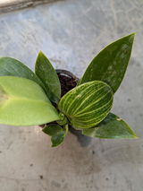 Deepika C. review photo