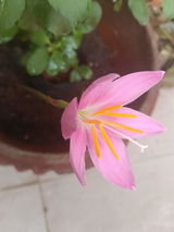 sujatha T. review photo