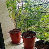Supriya S. review photo