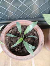 Shail S. review photo