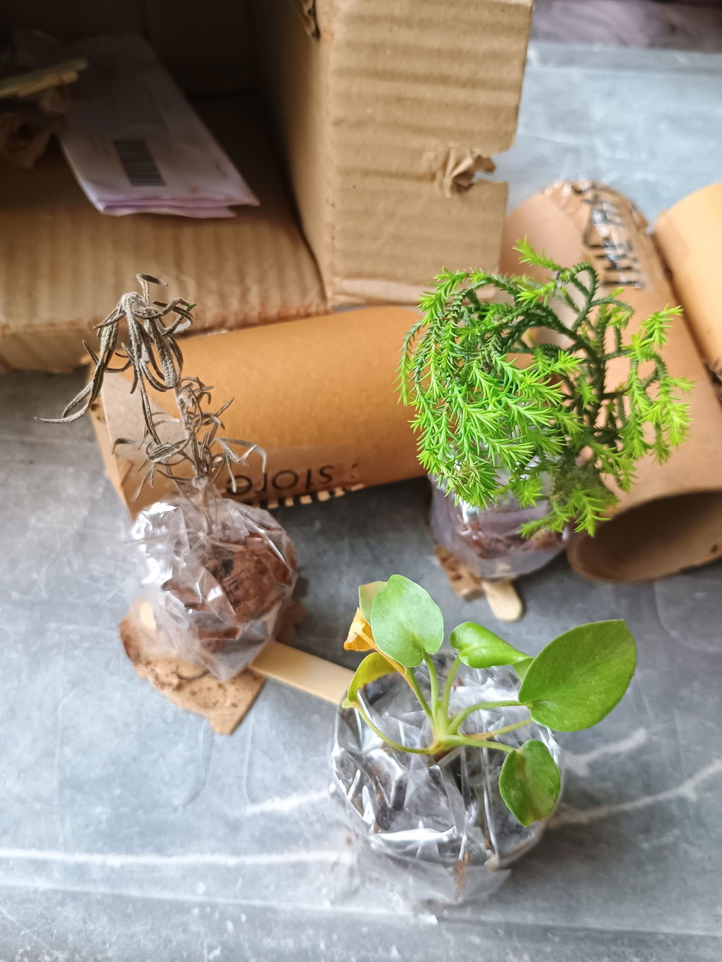 The Affordable Organic Store