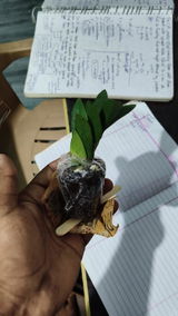 Mohammad S. review photo