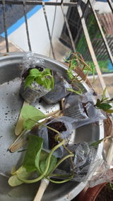 Rashmi K. review photo