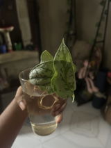 Prantika .. review photo