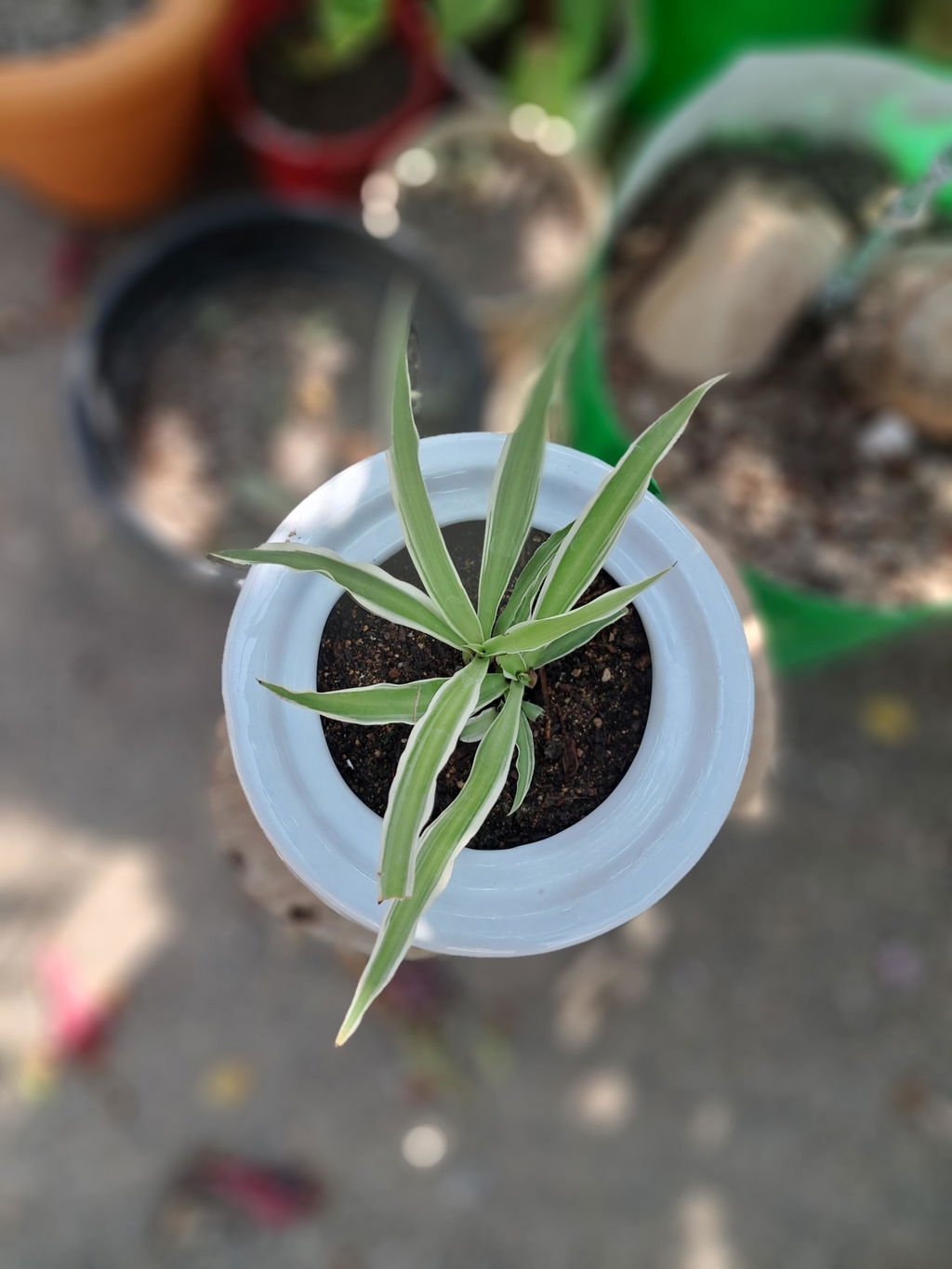 Spider Plant Sapling (1pc)