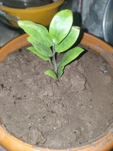 Divyansh M. review photo
