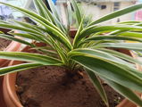 Roopa C. review photo