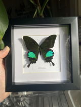 Grace review photo