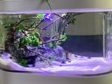 Nikita Naidu review photo