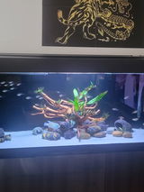 Tyler Scott review photo