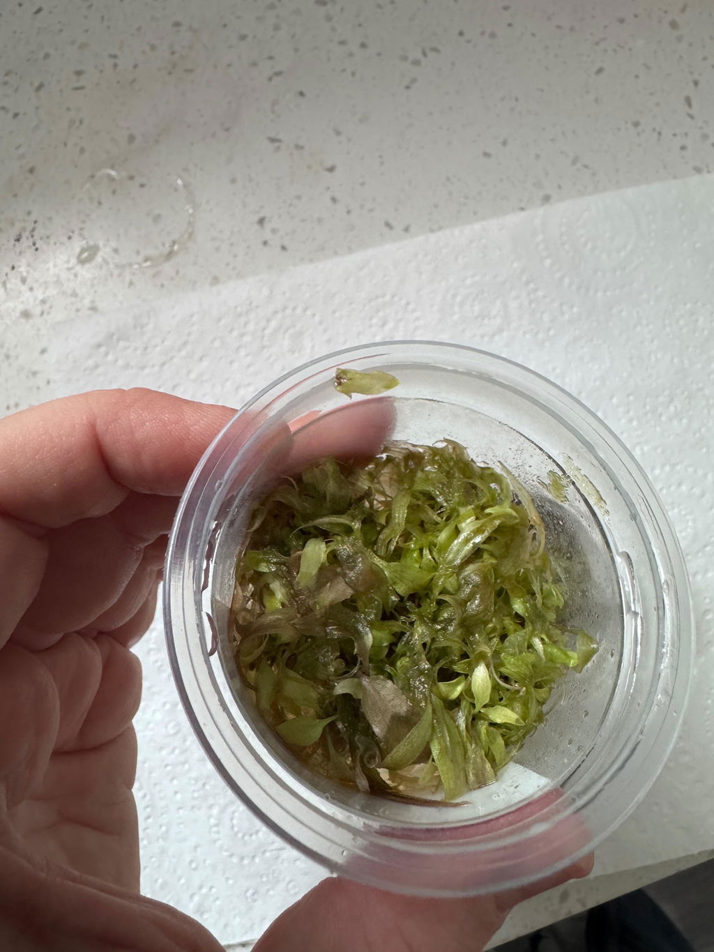 Cryptocoryne Pink Flamingo Tissue Culture (Aquascaping Essentials)