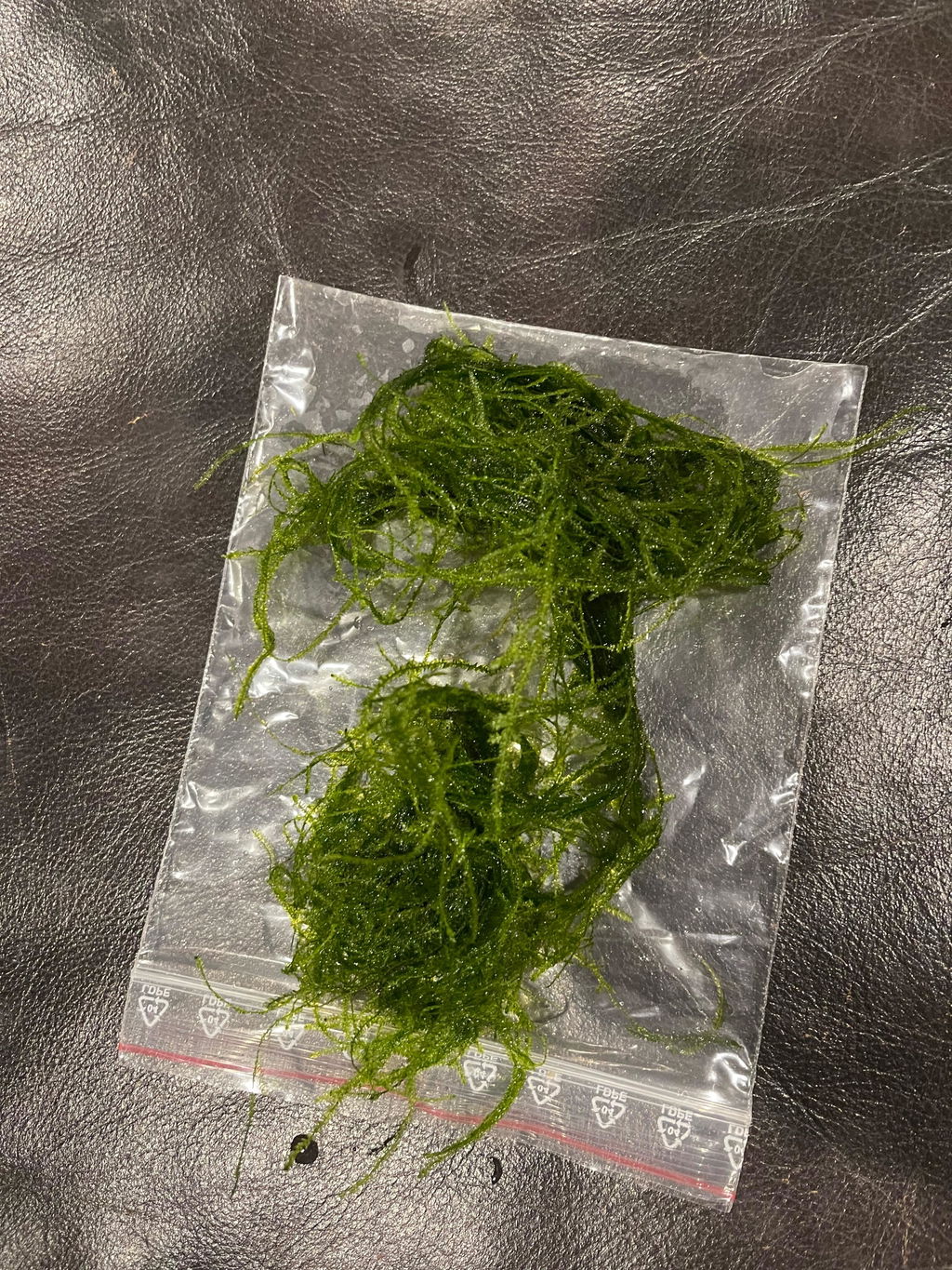 Taxiphyllum barbieri (Java Moss)