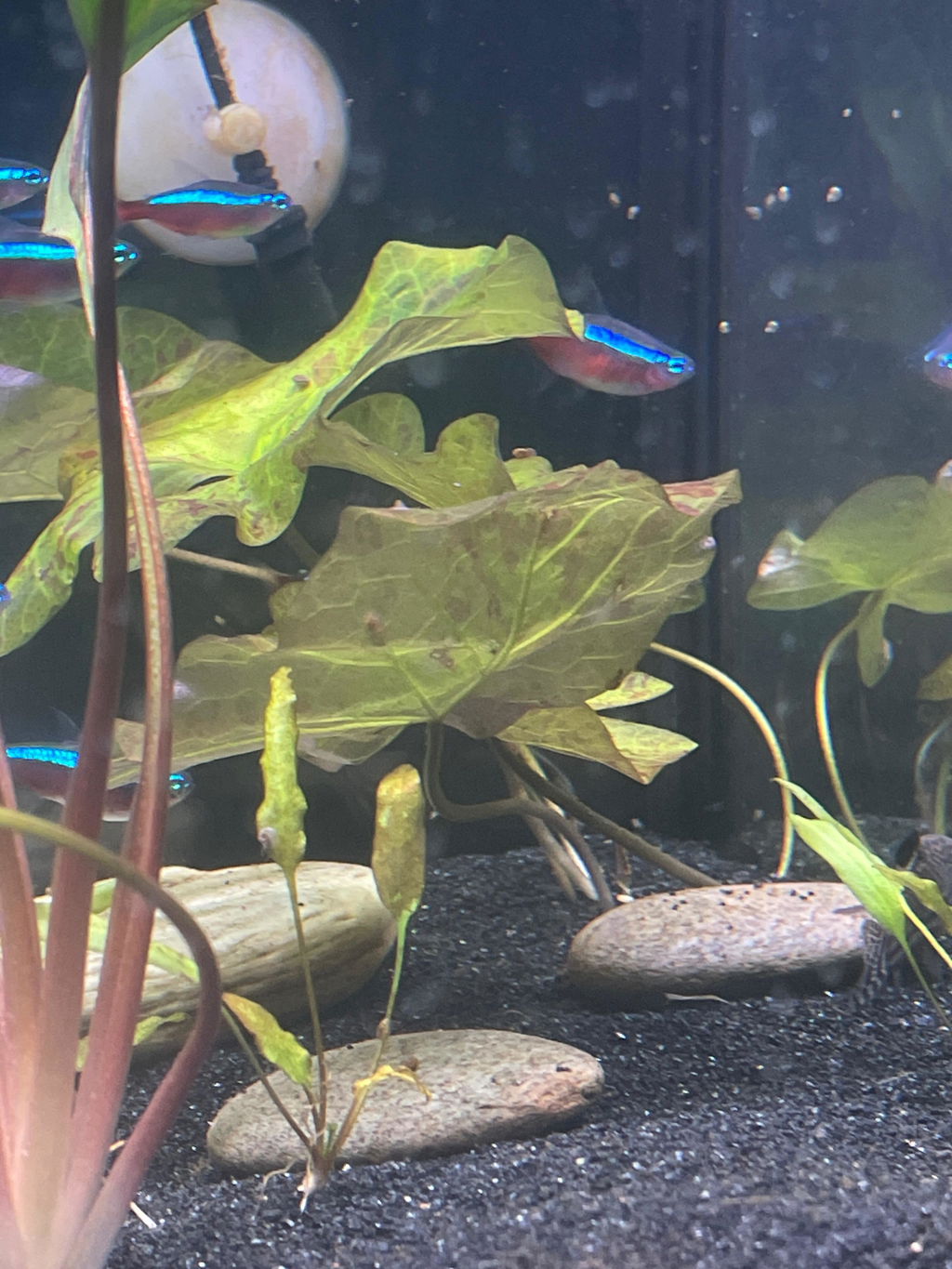 Nymphaea Lotus 'Green' (Tiger Lotus)