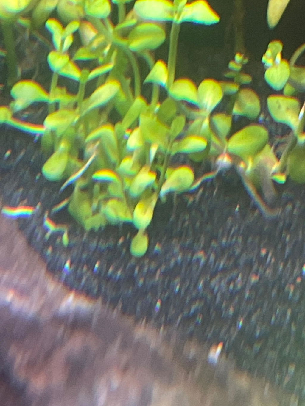 Bacopa Caroliniana Tissue Culture (Aquascaping Essentials)