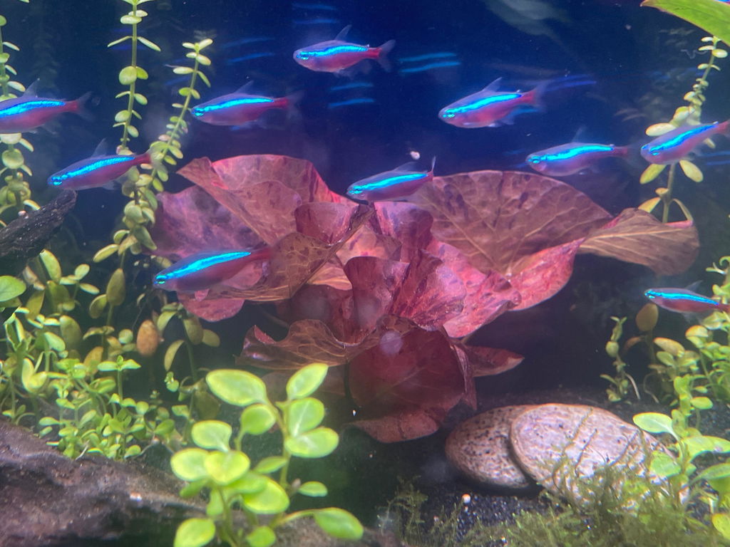 Nymphaea Lotus 'Red' (Tiger Lotus)
