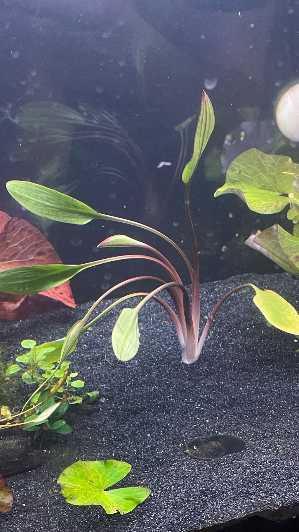 Cryptocoryne x Lucens Willisii
