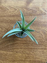 Vchi Russel review photo