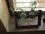 Ravi p. review photo