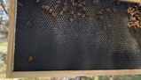 Abbie S. review photo