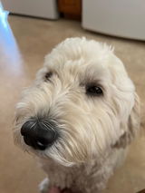 Cooper review photo