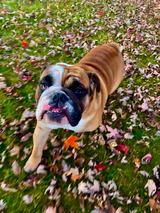Meatball review photo