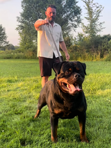 Mike S. - Autumn Woods Rottweilers review photo