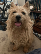 Bear review photo