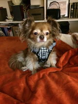Bella's Mom review photo