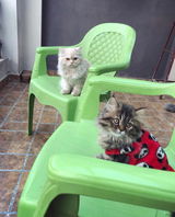 Cookie and tiger review photo