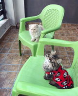 Cookie and tiger review photo