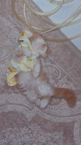 Pookie review photo