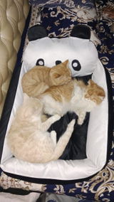 Cats Lover review photo
