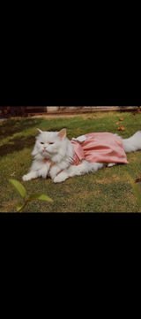 Mishi umar review photo