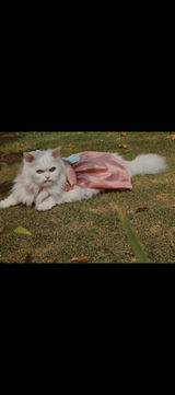 Mishi umar review photo
