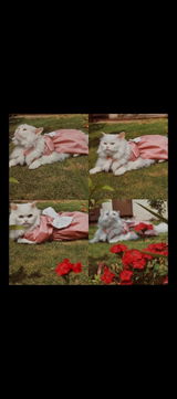 Mishi umar review photo